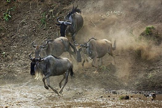 肯尼亚,纳罗克地区,马赛马拉,牧群,角马,陡峭,堤岸,穿过,马拉河,马赛马拉国家保护区