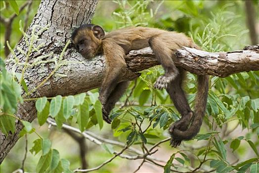 褐色,棕色卷尾猴,休息,巴西