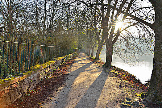 河岸,小路,栗木树,太阳,达姆施塔特,黑森州,德国
