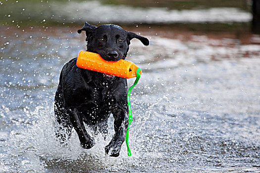 黑色拉布拉多犬,溅,水,玩具,阿拉斯加,夏天