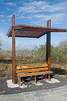 木制长椅,篷子,上方,波多黎各,加拉帕戈斯