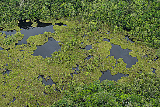 沼泽,国家公园,亚马逊雨林,厄瓜多尔,南美