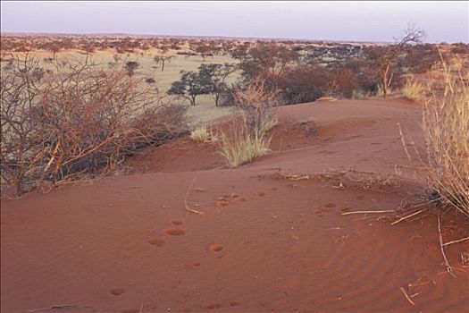 卡拉哈里沙漠,痕迹,胭脂,计划