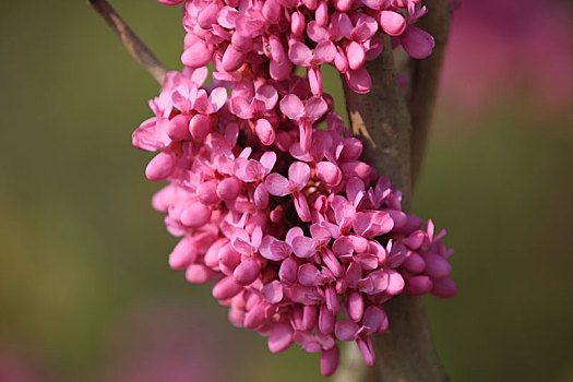 豆科紫荆花