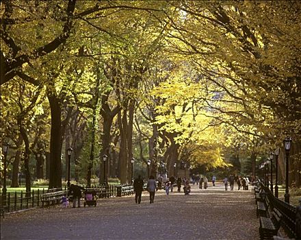 榆树,树,商场,中央公园,曼哈顿,纽约,美国