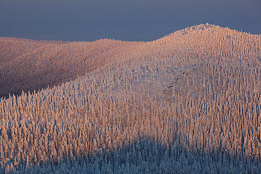 冬天,风景,山,自然保护区,库萨莫,北方,芬兰,欧洲