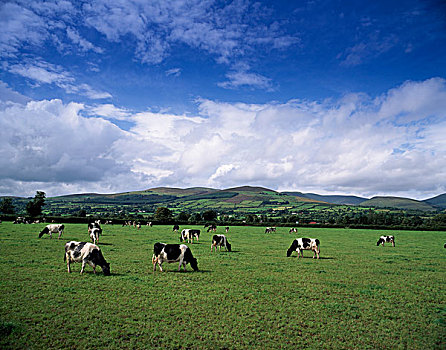 牛,爱尔兰