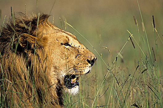 肯尼亚,马赛马拉,狮子,雄性,侧面