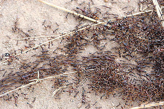 旅游,蚂蚁,驾驶员,马赛马拉国家保护区,肯尼亚,非洲