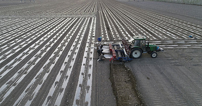 新疆哈密,兵团机采棉开拉开了棉花种植的序幕