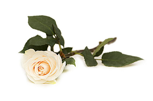 一个,玫瑰,隔绝,白色背景