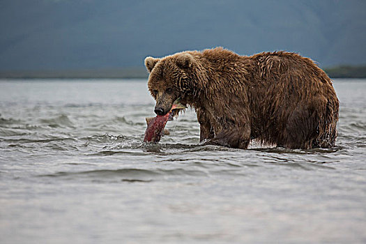 堪察加半岛,棕熊,三文鱼,湖,半岛,俄罗斯