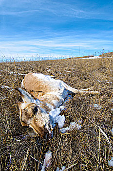 叉角羚,北美,饥饿,死亡,草原,艾伯塔省,加拿大西部