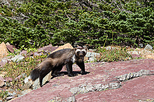 狼獾,成年,冰川国家公园,蒙大拿
