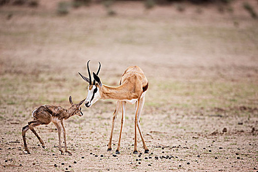 跳羚,母亲,诞生,幼兽,卡拉哈迪大羚羊国家公园,南非
