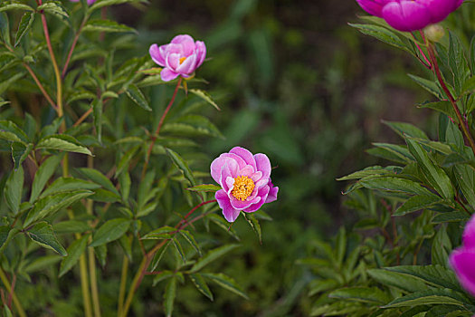 芍药