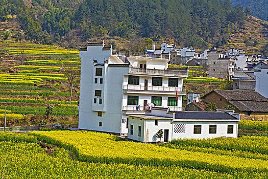 婺源,春天,油菜花,徽派,建筑,篁岭,晒秋,风情,风景,风光,乡村,民居