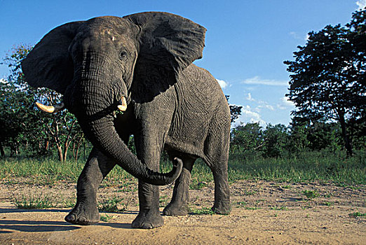 博茨瓦纳,乔贝国家公园,强势,公象,非洲象,边缘