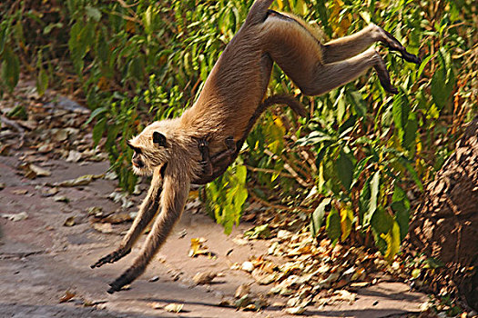 哈奴曼,跳跃,年轻,一个,国家公园,印度