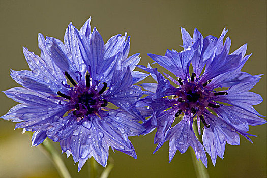 矢车菊,两朵花,耕地,杂草,英格兰,英国,欧洲