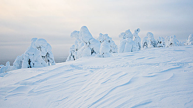 积雪,树,云杉,冬天,国家公园,拉普兰,斯堪的纳维亚,芬兰,欧洲