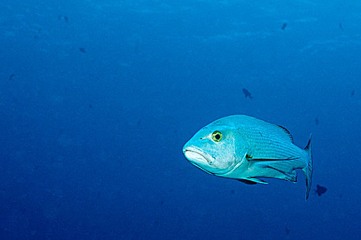 红鲷鱼,蓝色,角,贝劳,密克罗尼西亚,太平洋