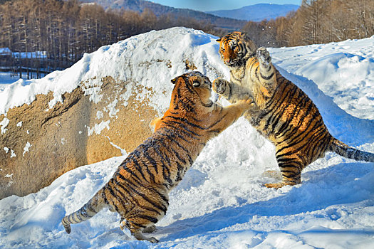 雪地中打闹的东北虎