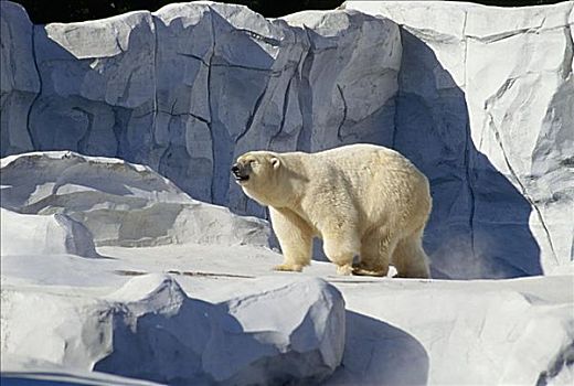 北极熊,底特律,密歇根,美国