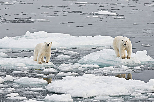 北极熊,女性,幼兽,浮冰,斯匹次卑尔根岛,斯瓦尔巴群岛,斯瓦尔巴特群岛,挪威,欧洲