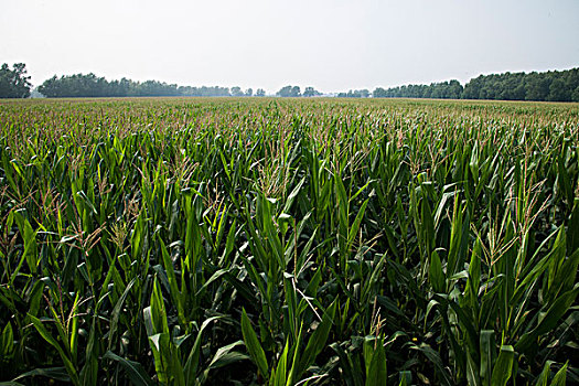 吉林省嫩江平原的玉米庄稼地