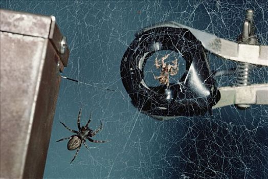 跳蛛,猎捕,动作,磁体,蜘蛛网,局部,研究,昆士兰,澳大利亚
