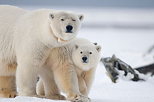 美国,阿拉斯加,北方,斜坡,区域,北极圈,国家野生动植物保护区,北极熊,无线电,母熊,幼兽,冰冻,向上