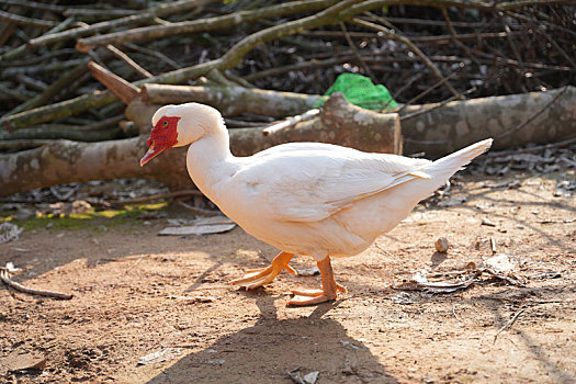 冬日阳光下鸡鸭在散步觅食