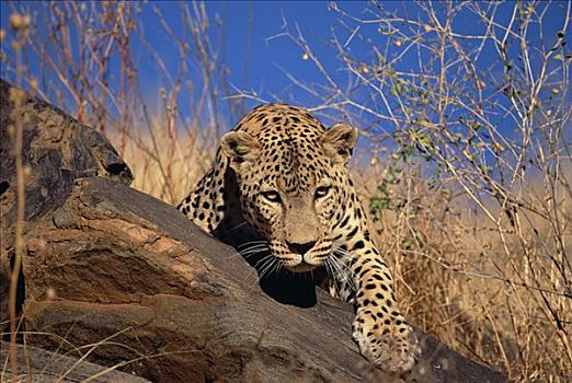 豹,攀登,上方,石头,埃托沙国家公园,纳米比亚