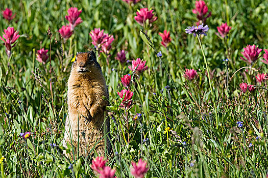 地松鼠,站立,花,冰川国家公园,蒙大拿