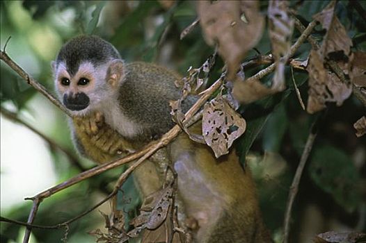 松鼠猴,曼纽尔安东尼奥国家公园,哥斯达黎加