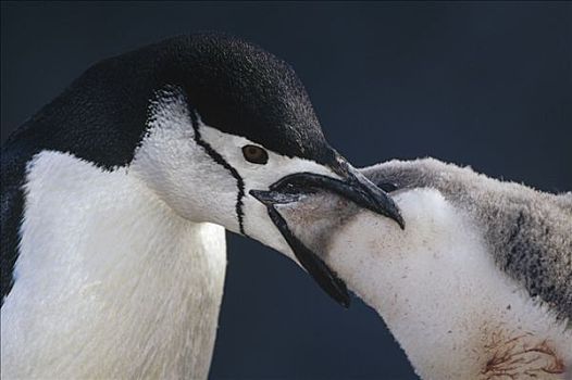 帽带企鹅,南极企鹅,父母,幼禽,大象,岛屿,南极半岛,南极
