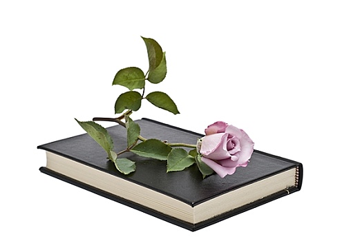 玫瑰,书本