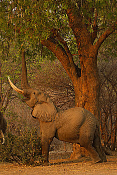 公象,非洲象,吃,树,叶子,国家公园,津巴布韦