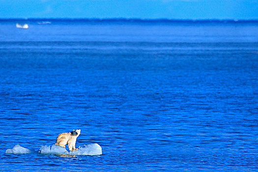 北极熊,站立,块,漂浮,冰,岛屿,加拿大