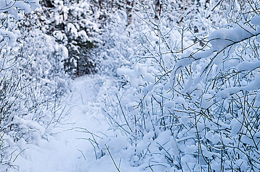 灌木丛,积雪,木头,背景