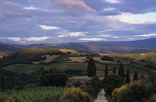 风景,蔓藤,靠近,蒙大奇诺,托斯卡纳,意大利