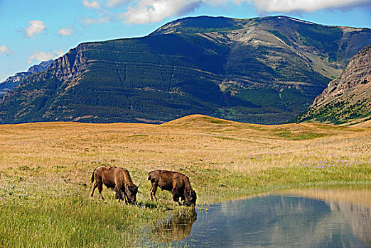野牛,喝,水塘,蓝山,远景,瓦特顿湖国家公园,艾伯塔省,加拿大