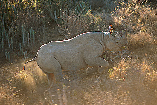 黑犀牛,跑,地点,阿多大象国家公园,东开普省,南非