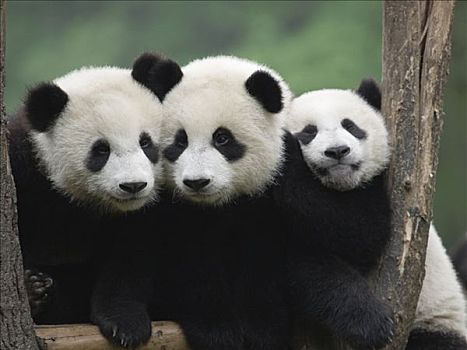 大熊猫,三个,俘获,幼兽,中国
