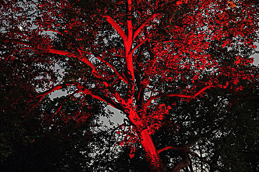树,光亮,红灯