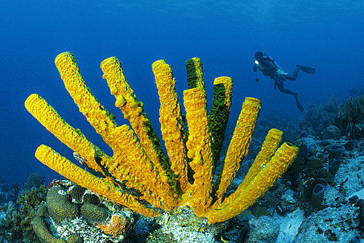 潜水,后面,黄色,海绵,墨西哥,中美洲