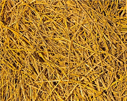 金色,稻草,背景