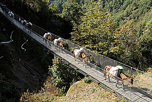 马,大篷车,商品,上方,桥,山谷,昆布,喜马拉雅山,尼泊尔,亚洲