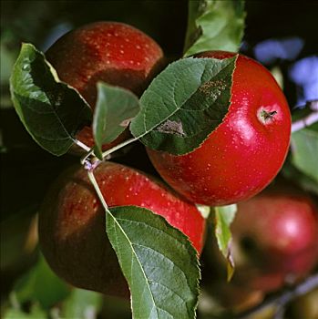 红苹果,品种,枝条